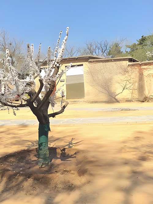 西柏坡精神传承